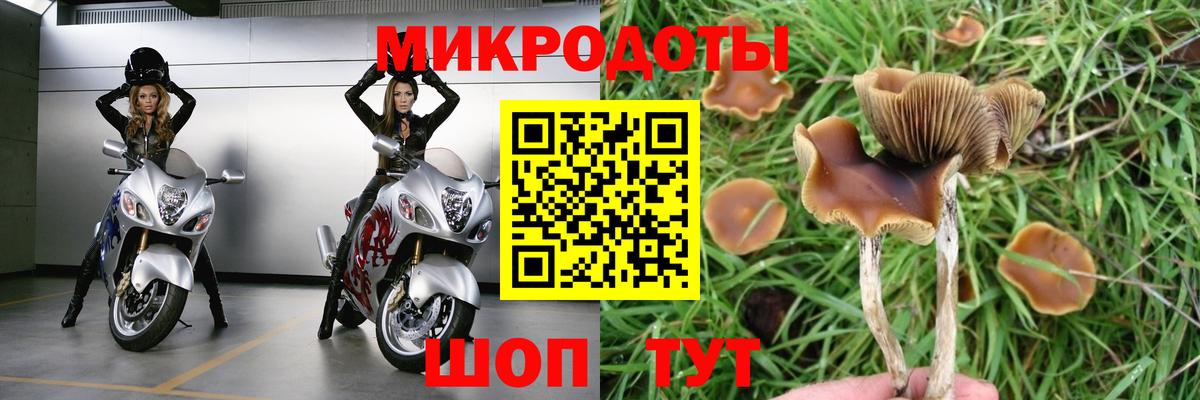 Псилоцибиновые грибы Psilocybe Нальчик